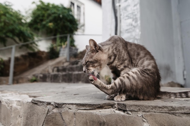 A spotted street cat licking its hind pawGurzuf cats