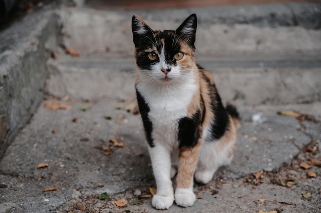 A spotted street cat lying on the steps. Gurzuf cats