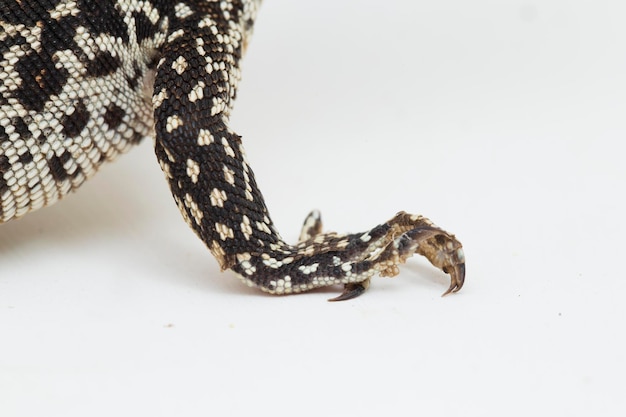 The Spotted Tree Monitor lizard varanus similis isolated on white background