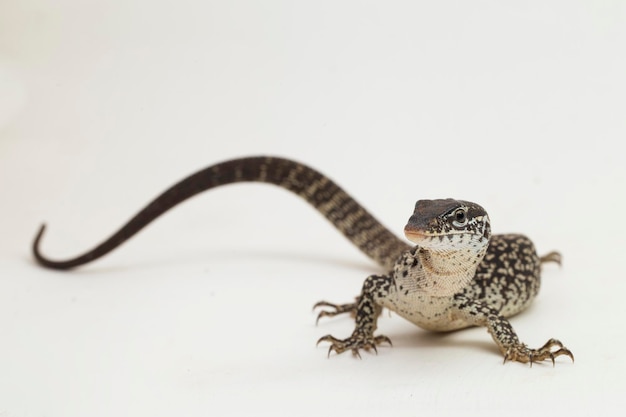 The Spotted Tree Monitor lizard varanus similis isolated on white background