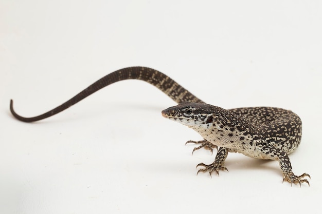 The Spotted Tree Monitor lizard varanus similis isolated on white background