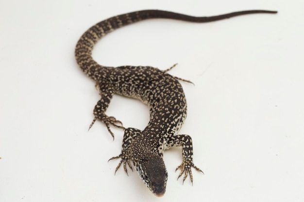 The Spotted Tree Monitor lizard varanus similis isolated on white background