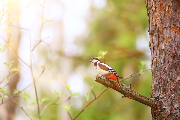 spotted woodpecker on tree, springtime beautiful forest bird in spring