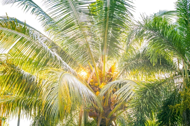 Sprawling palm branches with coconuts in the sun