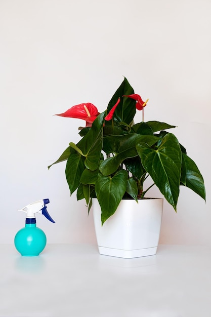 Spray gun with water and houseplant Anthurium