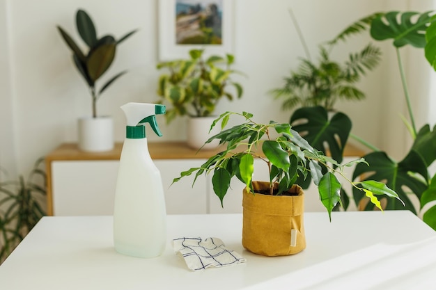 Spraying bottle and rag near ficus concept of home gardening and houseplants care at springtime home