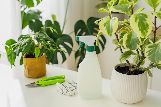 Spraying bottle standing near peperomia on the background of houseplants rag and secateurs tools for