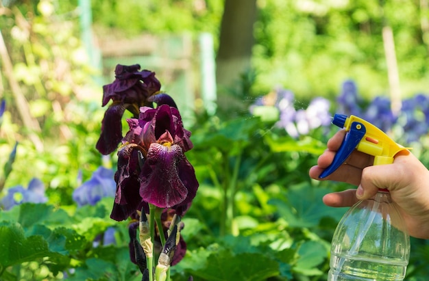 Spraying iris flowers in the garden for prevention and flowering