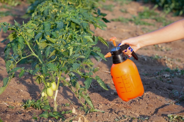 Spraying of tomato bushes Protecting tomato plants from fungal disease or vermin with pressure sprayer in the garden The concept of crop protection against pests