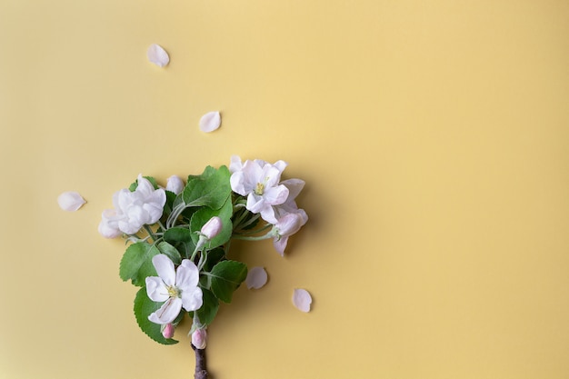 Sprig of apple tree with flowers on a light yellow background