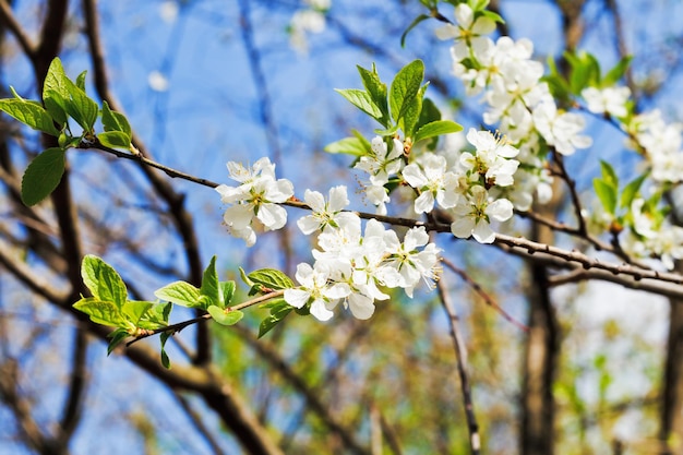 Sprig of blossoming cherry