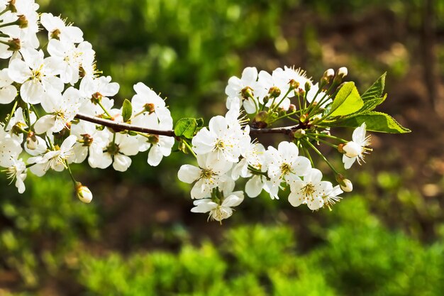 Sprig of cherry blossoms in spring forest