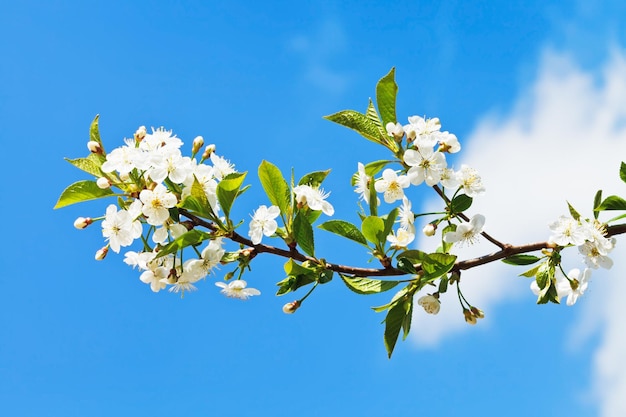 Sprig of cherry blossoms