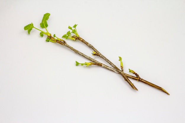 Sprig of currant with green leaves isolated on white background