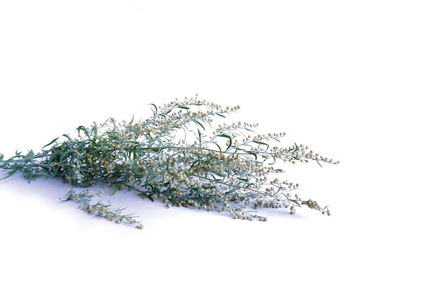 A sprig of flowering wormwood on a white background. Useful medical plant close-up.