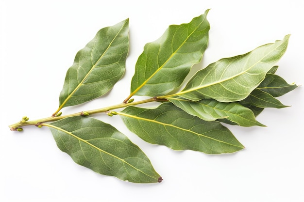 Photo a sprig of fresh green bay leaves on a white background