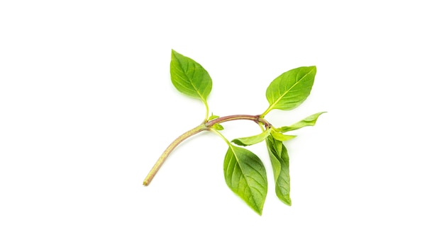 Sprig of green basil leaves.