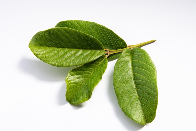 A sprig of a guava tree on a white background