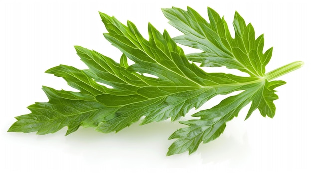 a sprig of mint leaves is shown on a white background