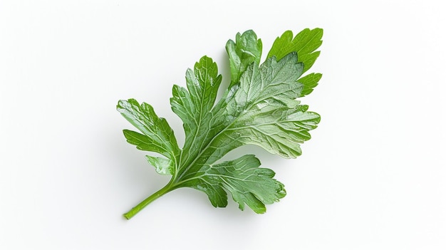 a sprig of parsley is shown on a white background