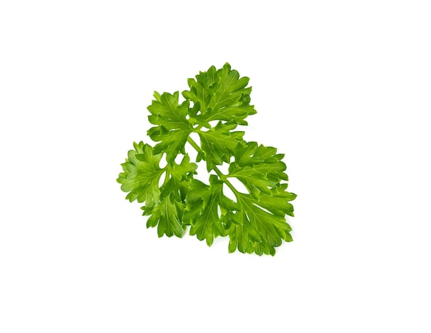 Sprig of parsley isolated on white background