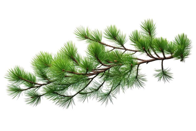 Photo a sprig of pine branching out against a white sky on white or png transparent background