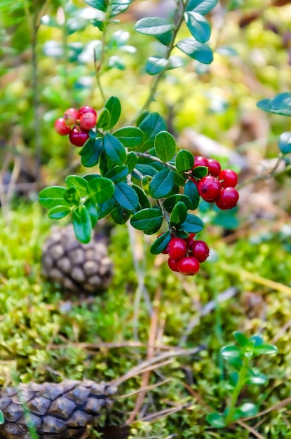 Sprig of ripe cowberry grows in clearing of moss berry cranberries lingonberries in forest