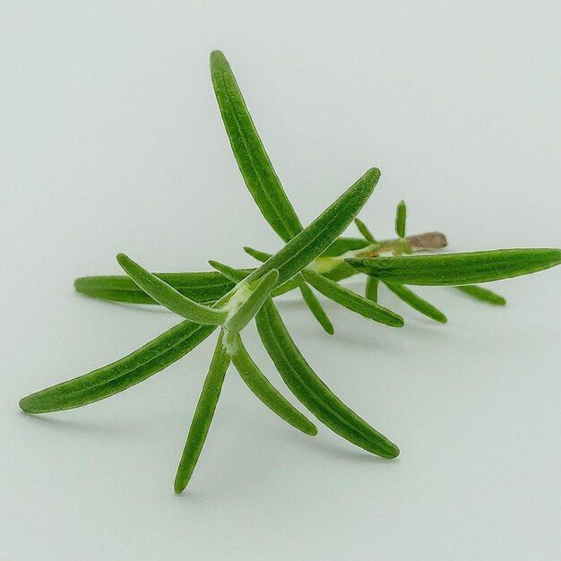 a sprig of rosemary is shown on a white background