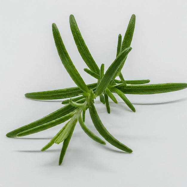 a sprig of rosemary is shown on a white background