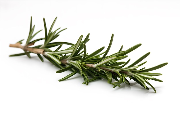 A sprig of rosemary is shown on a white background.