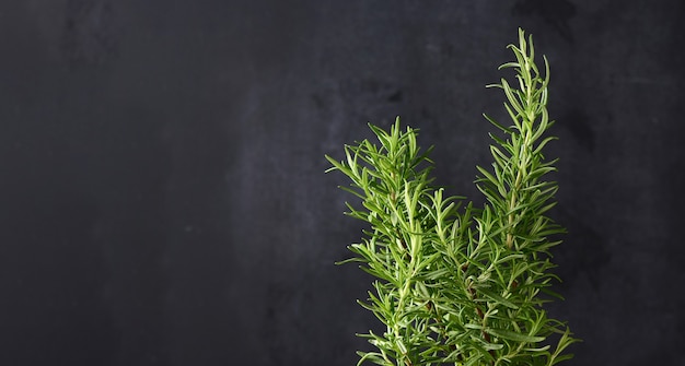 Sprig of rosemary with green leaves on black background, aromatic spice for meat and soups, copy space