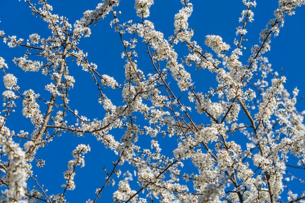 Sprig of white flowers blossoms on blue sky background