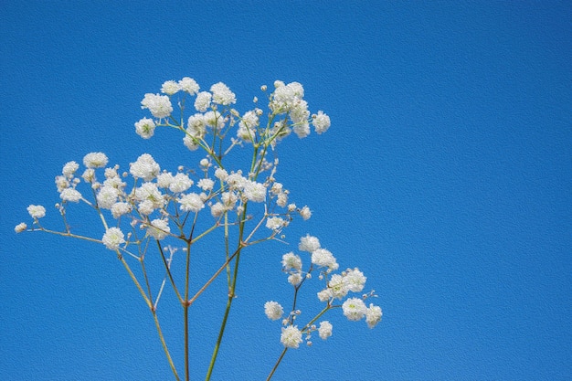 Sprig of white gypsophila flowers on a blue background with space for text