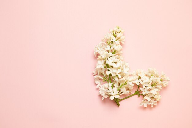 Sprig of white lilac on pink flat.