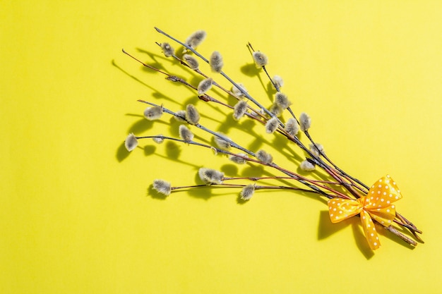 Sprig of willow isolated on bright yellow.