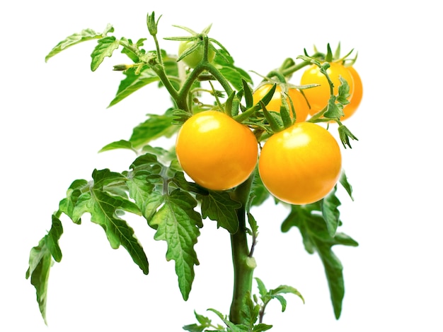 Sprig of yellow cherry tomatoes on a white surface