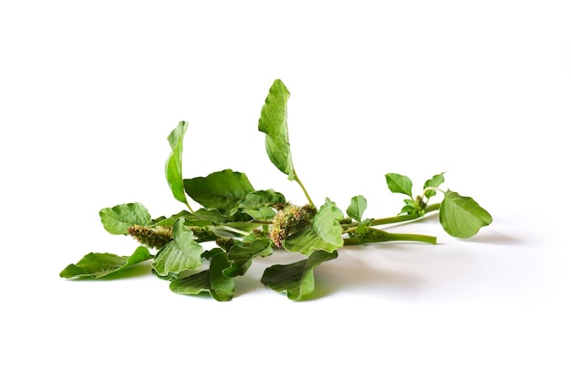 Sprigs of green quinoa with seeds on a white background. Leaves of a garden plant close-up.