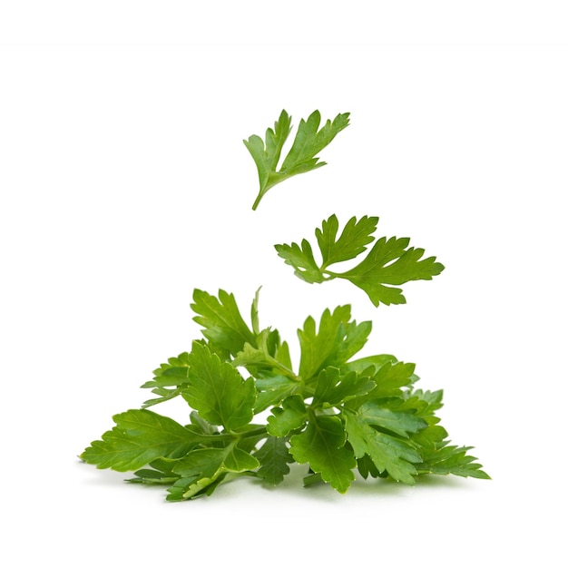 Sprigs of parsley on a white isolated background