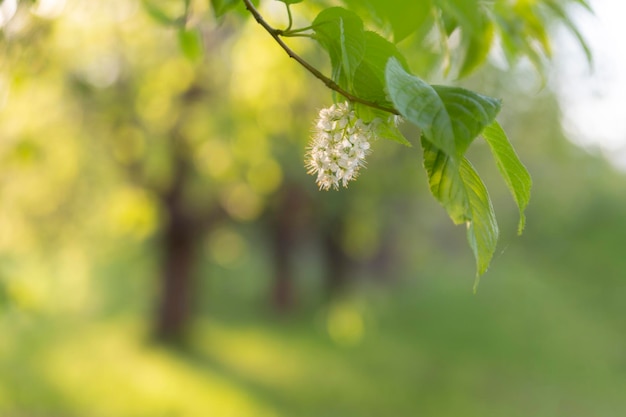 Spring abstract blurred background with a blossoming tree branch in the foreground. Spring concept.