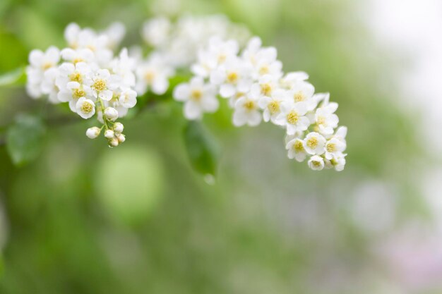 Spring abstract blurred background with a blossoming tree branch in the foreground Spring concept