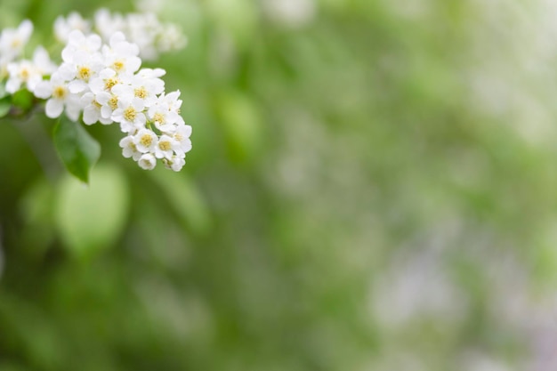 Spring abstract blurred background with a blossoming tree branch in the foreground Spring concept