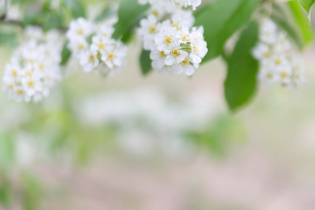 Spring abstract blurred background with a blossoming tree branch in the foreground Spring concept