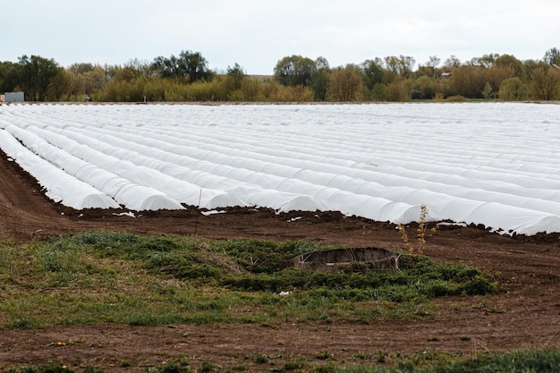 Spring agriculture seedling of farm products sprouts in fertilized soil