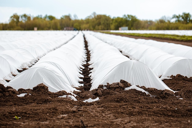 Spring agriculture seedling of farm products sprouts in fertilized soil