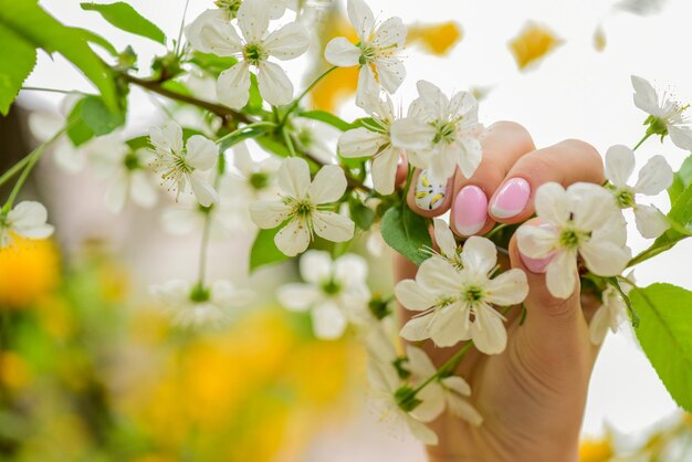 Spring allergy Botany and gardening Pollen allergy Seasonal allergy Botanical garden concept White flowers Cherry flowers background close up Tender bloom Floral backdrop Aroma and fragrance