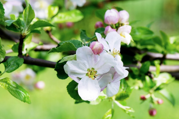 Spring Apple flowers blossom tree branch on bokeh green background, close up