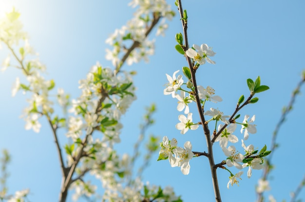 Spring apple tree blossoms over blue sky