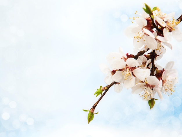 spring apricot blossom on a bokeh background