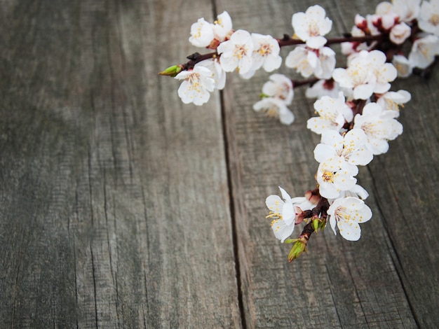 Spring apricot  blossom