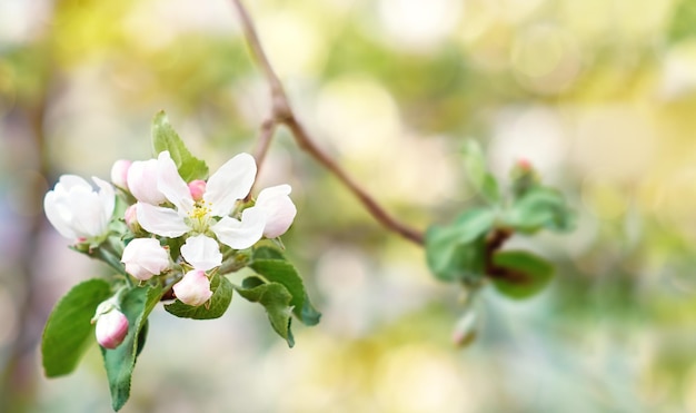 Spring background. Apple tree flowers with green foliage